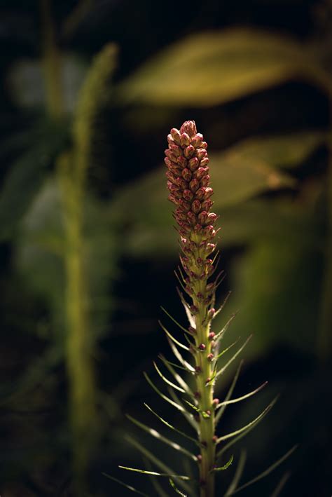 Fotos gratis árbol naturaleza césped rama flor hoja florecer