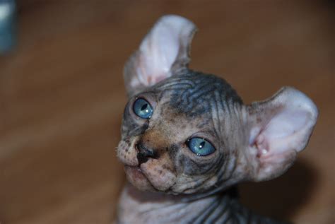 Elf kittens - elf sphynx - elf cats — NOCOATKITTY SPHYNX