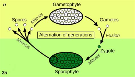 25 1c Plant Adaptations To Life On Land Biology Libretexts