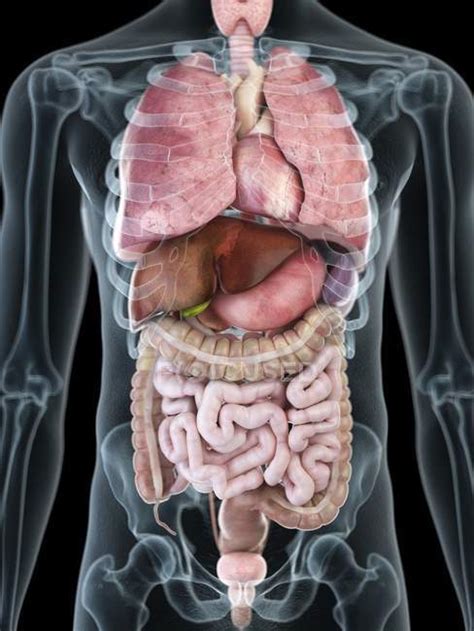 Anatomia Człowieka Organy Wewnętrzne