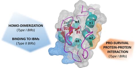 Targeting The BIR Domains Of Inhibitor Of Apoptosis IAP Proteins In