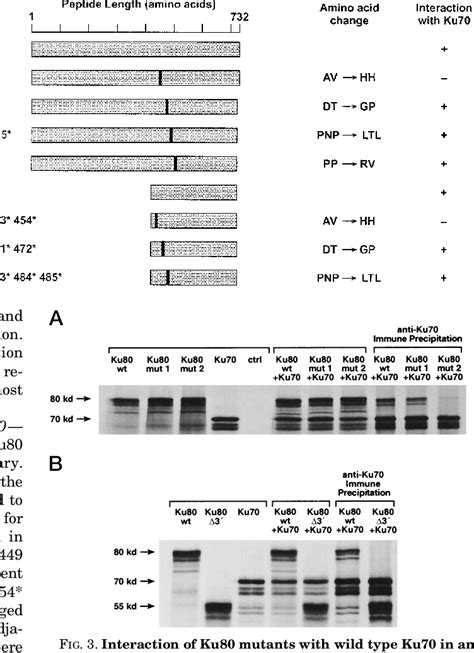 Figure 3 From Defining The Minimal Domain Of Ku80 For Interaction With