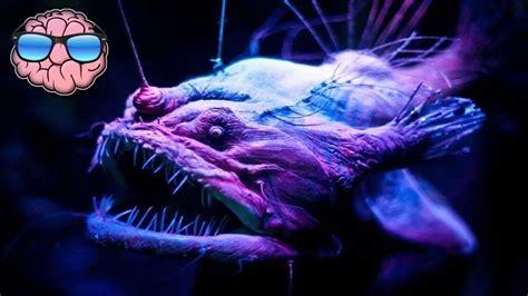 Top 10 CREEPY Deep Sea Creatures You Didn't Know Existed! - 10 Top Buzz