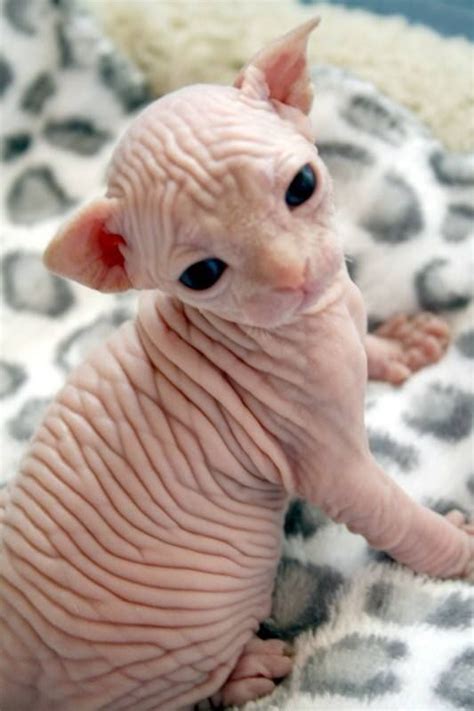 Beautiful Orange Tabby Cats Gallery Ideas Baby Hairless Cat Cute