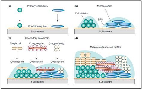 Jof Free Full Text Metabolic Interactions Between Bacteria And Fungi In Commensal Oral Biofilms