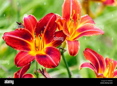 Red Daylily flowers, Red Hemerocallis flower 'Chicago Fire' Stock Photo - Alamy