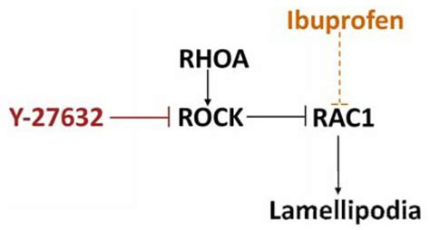 Model Rac1 Organizes The Actin Cytoskeleton To Form Lamellipodia And