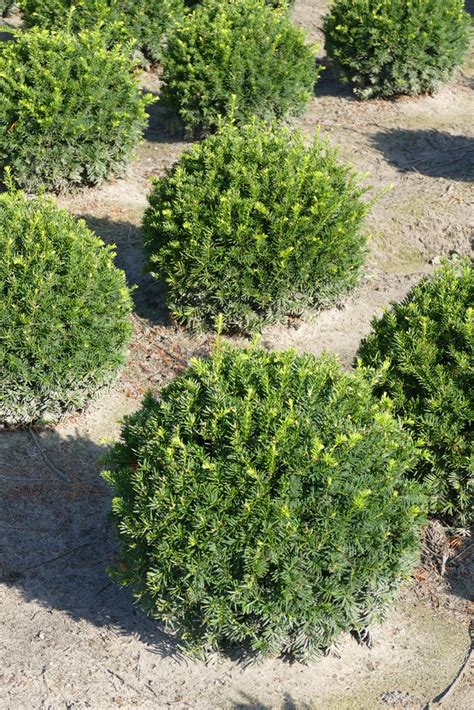 Eibe Heimische Eibe Taxus Baccata Kugel 50 60cm Kaufen In Bester