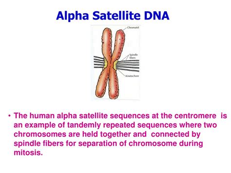 PPT BIO 402 502 Advanced Cell Developmental Biology I PowerPoint