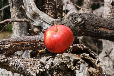 Kostenlose Apfelbaum Mit Wurzel Und Apfel Bilder Pixabay