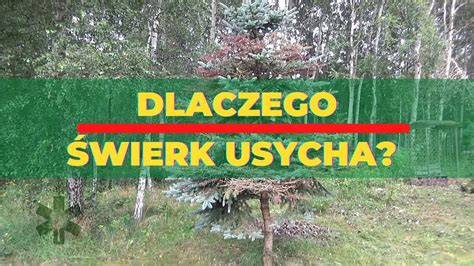 Dlaczego świerk usycha YouTube