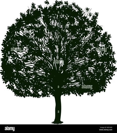 Baum mit blättern silhouette Stock Vektorgrafiken kaufen Alamy