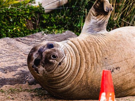 Clifton Beach Tasmania Seal Neil The Seal To Return To Ocean The Mercury