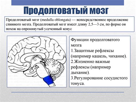 Строение головного мозга - online presentation