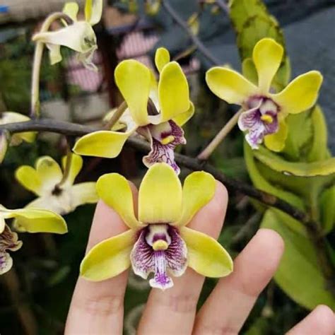 Jual Dendrobium Besi Violaceoflavens Seedling Shopee Indonesia