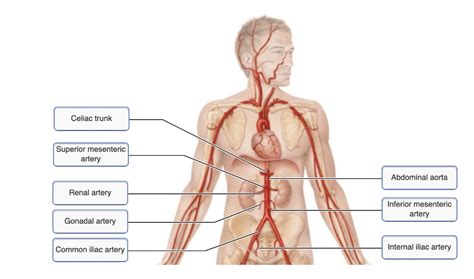 Chapter Hw Circulation Flashcards Easy Notecards