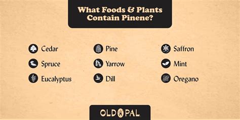 Pinene Terpene Profile Smell Taste Strains Effects Old Pal