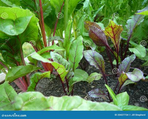 Vegetable Garden: Beet Plants Stock Images - Image: 20437734