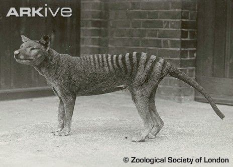 Tasmanian Tiger Wolf - Animals Photo (30060462) - Fanpop