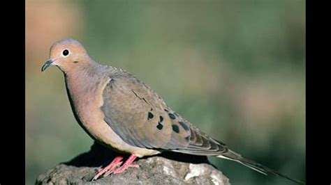 Where To Hunt When Iowas Dove Season Opens