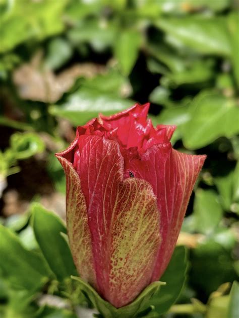 Brote Hibiscus Flor Doble Rojo Fj Caballer Flickr