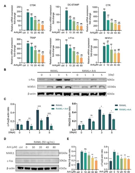 Figure From Artemisinic Acid Attenuates Osteoclast Formation And