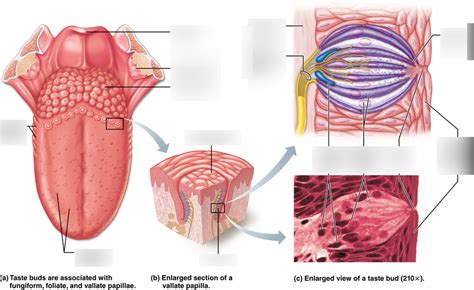 Tongue/Taste Buds Diagram | Quizlet