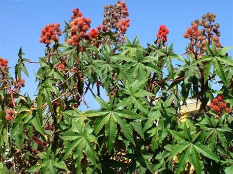 How to grow castor oil plant? ~ Castor, castor oil and all his benefits