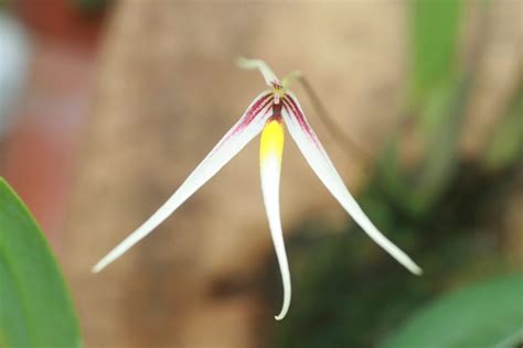 Bulbophyllum Speciosum Elite Orchids