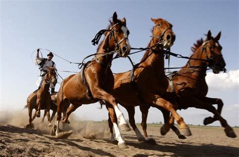 Hungarian Horseman Riding 5 Horses At Hortobágy National Park Hungary