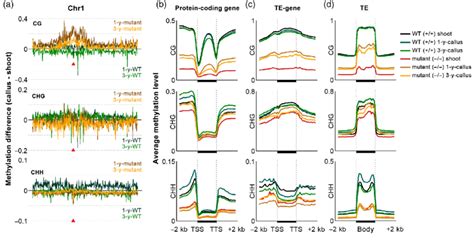 Chromosome Wide Alteration Of Dna Methylation In Each Sequence Context