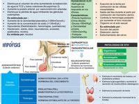 900 ideas de HISTOLOGÍA basado en el contenido de Ross en 2023