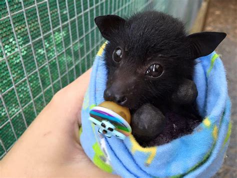 Bats Can Be Damn Adorable Raww