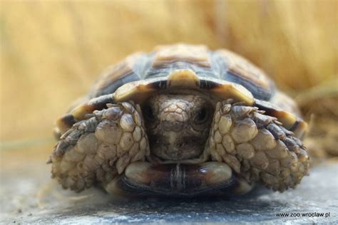 Najmniejszy żółw świata zamieszkał we wrocławskim ogrodzie zoologicznym