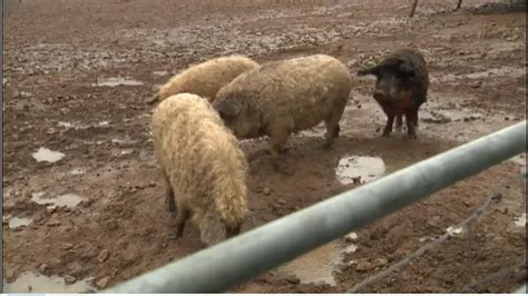 De La Ferme L Assiette Dans Le Morvan Il L Ve Ses Cochons Laineux