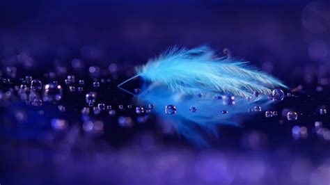 Blue feather wallpaper - backiee