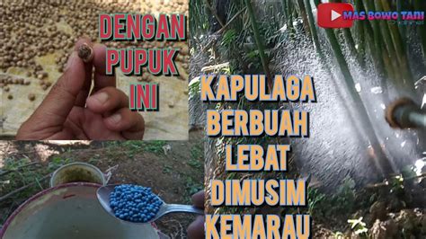 Kapulaga Berbuah Lebat Di Musim Kemarau Dengan Pupuk Ini YouTube