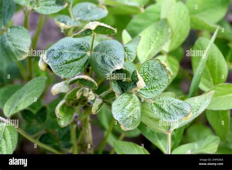 Herbicida Aplicaci N De Soja Fotograf As E Im Genes De Alta Resoluci N