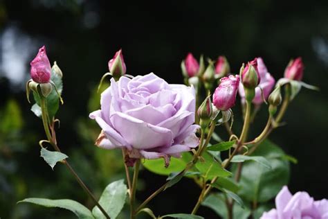 The Sterling Silver Rose - Minneopa Orchards