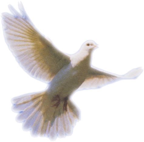 Columbidae Holy Spirit Doves as symbols - Dove Png Clip Art png download - 1240*1228 - Free ...