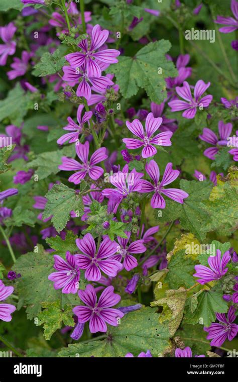 Wilde Große Käsepappel Malve Malva sylvestris Malva silvestris