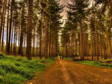 13 of the Best Fairytale Forests in the UK