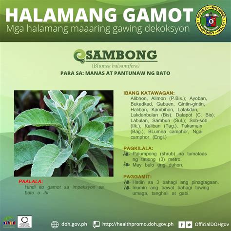 Official Gazette PH On Twitter Halamang Gamot Na Sambongpara Sa