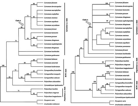 Strict Consensus Of 12 Equally Parsimonious Trees Derived From The