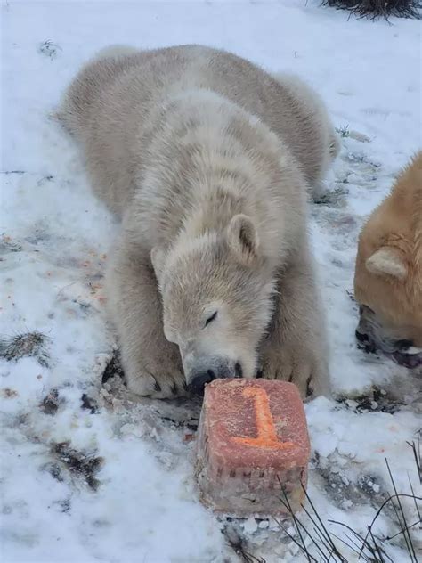 Highland Wildlife Park Polar Bear Cub Celebrates First Birthday With