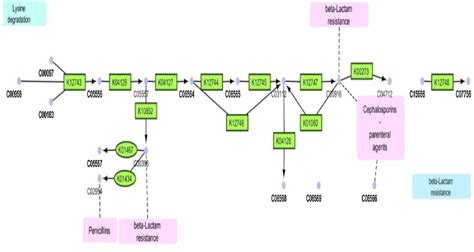 Penicillin And Cephalosporin Biosynthesis Pathway Kegg Ko Is