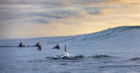 fatal shark attack   caledonia  division  shark culls
