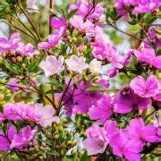 Muda de Manacá da serra Tibouchina mutabilis na Flora Londrina Viveiro