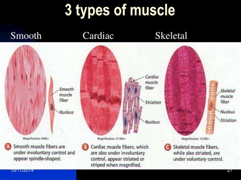 Ppt Muscles Powerpoint Presentation Free Download Id5391760