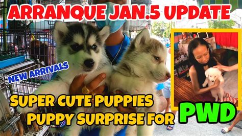 Arranque Jan Update New Arrival Cute Puppies Puppy Surprise Sa